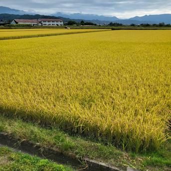 山形県産特別栽培米つや姫20kg(5kg×4袋)白米 ｜ 米・穀物/米/精米 産直 