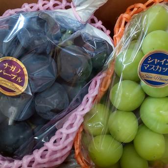 食べ比べセット！｢ナガノパープル｣ ｢シャインマスカット｣ 各1房 合計900g 約900g 果物/ぶどう通販