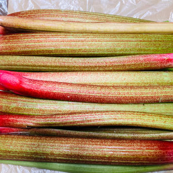 信州産 フレッシュ ルバーブミックスカラー 5キロ (箱込み) ｜ 野菜