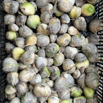 ジャンボニンニク 20kg ジャンボニンニク 【19kg】 ｜ 野菜/その他野菜 産直アウル 農家・漁師