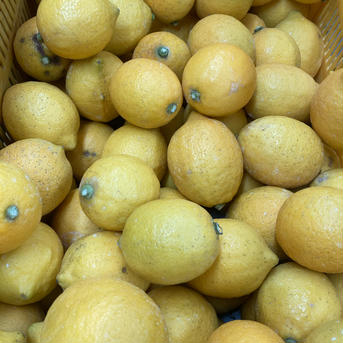 和歌山の太陽で育った蜂久農園のレモン（減農薬）　1Kg 1Kg 果物/香酸柑橘(ライム・レモン等)通販