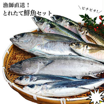 4月発送予約500円引き！（L）漁師直送！鮮魚セット！　Lサイズ ５キロ以上　6種類前後 魚介類/魚介セット・詰め合わせ通販