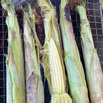 白いとうもろこしのヤングコーン 30本 野菜/とうもろこし通販