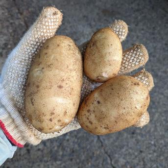 沖永良部島産新じゃがいも5キロ ｜ 野菜/じゃがいも 産直アウル 農家 