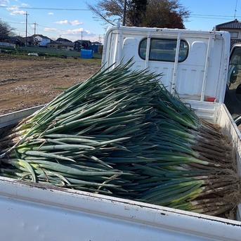 深谷ねぎ10kg 土付き 鏡農園 ｜ 野菜/ねぎ 産直アウル 農家・漁師