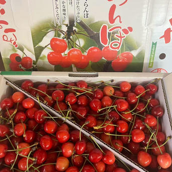 限定商品 山形県産さくらんぼ佐藤錦 1kg 家庭用 L、Mサイズ ｜ 果物 