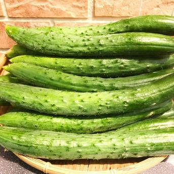 夏の生産量日本一！福島県の美味しいきゅうり　10ｋｇ　朝採り新鮮キュウリお送りします 10ｋｇ 野菜/きゅうり通販