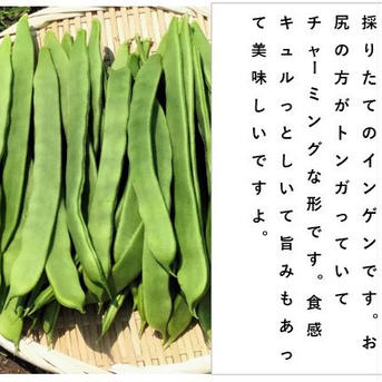 キュルっとした歯応えが堪らない！ジャンボインゲン＜約700g＞ 約700g 野菜/豆類通販