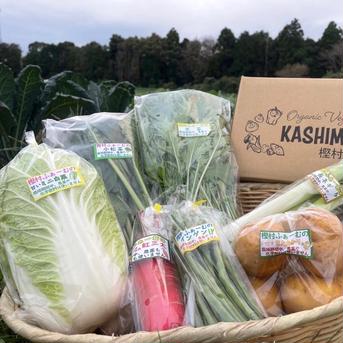樫村ふぁーむの旬の野菜お任せBOX 6〜8品目 野菜/野菜セット・詰め合わせ通販