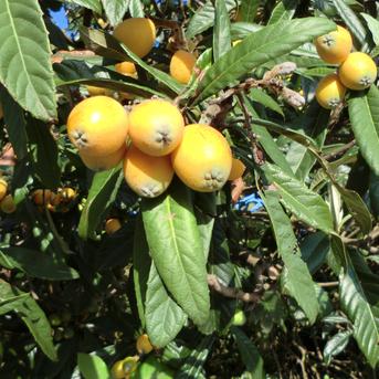 無農薬びわ　茂木びわ １．５キロ自然栽培 茂木びわ１．５キロ 果物/びわ通販