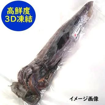 スルメイカ（冷凍）大　４杯×約400-499ｇ　個包装　お刺身OK！　塩辛作るならおすすめなサイズ感 大　４杯×約400-499ｇ 魚介類/イカ通販