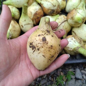 無農薬《玉ねぎ》　本州、四国、九州の方 約30個前後 野菜/玉ねぎ通販