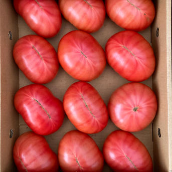 【訳あり大玉】赤採りトマト2箱(約8kg) 約8kg(4kg箱満杯×2) 野菜/トマト通販