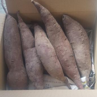聖ちゃん農園の「箱入り娘」さつまいも 1.1キロ 野菜/さつまいも通販