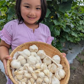 小さめ ホワイト バラにんにく】600g 北海道産 福地ホワイト六片