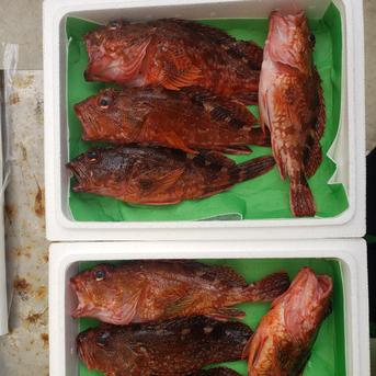送料込み！アカハタ500g、カサゴ500gの計１キロセット アカハタ500g、カサゴ500g　計１㎏ 魚介類/魚介セット・詰め合わせ通販