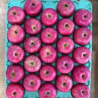 カシス様専用ページ サンふじ 特大 農家直送 小売 無農薬・自然農法