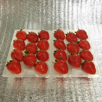 22粒『モカベリー』✕二箱　苺　イチゴ　※時間指定は可能です。 二箱 苺のみ約1000g【約250g×4パック】 果物/いちご通販
