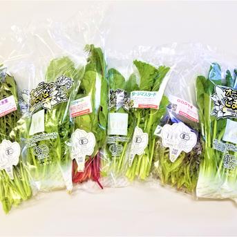 有機JASサラダミニセット7種類×1P 動物性不使用/植物性育ち ｜ 野菜