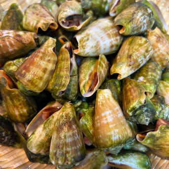 【8月10日まで！】高知県産★天然チャンバラ貝（マガキガイ） 2kg　クール便 高知県産チャンバラ貝(マガキ貝) ｜ 魚介類/その他貝類 産直アウル