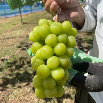 信州産葡萄 食べ比べ四種類 Amazon.co.jp: 高級ギフト 【ぶどう3種