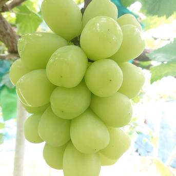 雄宝(シャインマスカット×天山) 1房(750g以上) 岡山県産 朝採り 750g 果物/ぶどう通販