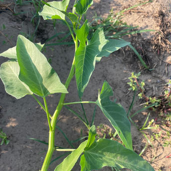 【空芯菜】1キロ　炒めてパキッ、シャキッと夏野菜。 1キロ 野菜/葉物通販