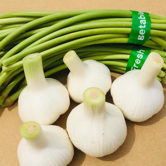 【5月上旬より出荷予定】農薬・化学肥料不使用！熊本のマイルド生にんにく大玉5個とにんにくの芽500g 大玉5個とにんにくの芽500g 野菜/にんにく通販