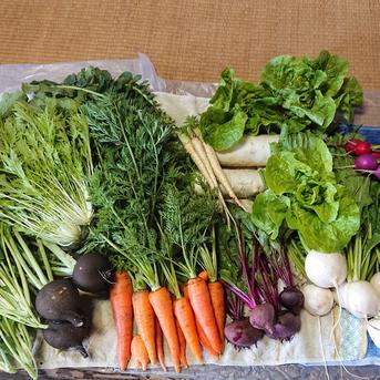 季節の野菜Mセット(9～10品) 野菜10キロ未満 野菜/野菜セット・詰め合わせ通販
