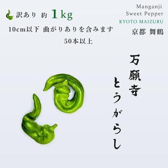 京都・舞鶴産】朝採れ直送 万願寺とうがらし 訳あり 規格外 約1kg