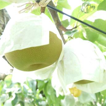 優しい甘さの幸水梨 大きめ果実 約5kg 約5kg(大きめサイズ) 果物/梨通販