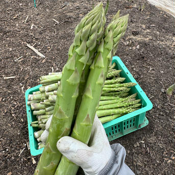 小島農場の春アスパラ《3Lサイズ》1.5kg 1.5kg 野菜/アスパラガス通販