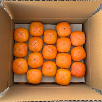 訳あり品】甘とろっ！たねなし柿5キロ（20〜24個程度） | 果物/柿 産直