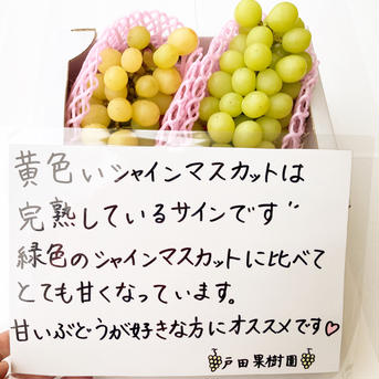 【黄色い小粒】シャインマスカット【完熟1k2房400g粒入り合計1.4kg 1kg2房400g粒合計1.4kg 果物/ぶどう通販