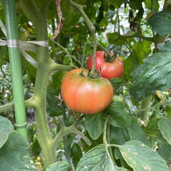 てんとうむしのトマト 1.8キログラム以上 野菜/トマト通販