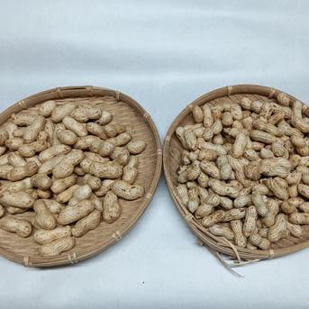 生落花生【おおまさり】【郷の香】各500gり　食べ比べセット《採れ始め》期間限定です(レシピ付き) おおまさり500g郷の香500g合計1kg 野菜/豆類通販