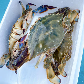 カンジャンケジャン可☆湖宝ガニ(ワタリガニ) 3匹から7匹で1kg 魚介類/カニ通販