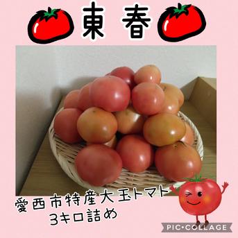 愛西市特産大玉トマト　4キロ詰め トマト　4㎏詰め 野菜/トマト通販