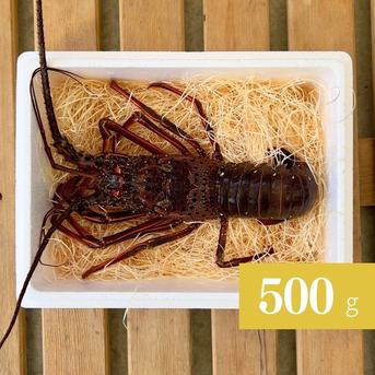 【500g】活き伊勢エビ！1～２匹 500g　１～２匹 魚介類/エビ通販