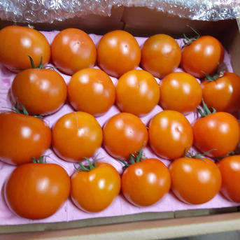 宮島農園フルーツGABA 2kg 野菜/トマト通販
