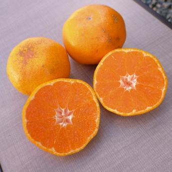 安間農園の三岳みかん🍊【お正月用】 ５kg 果物/温州みかん通販