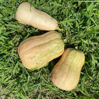無農薬西洋かぼちゃ 西洋かぼちゃ 野菜/かぼちゃ通販