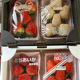 食品 いちご 4パック 熊本産 300g×20パック