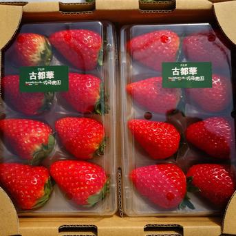 奈良県特産　L古都華いちご10パック　※新着発送 いちご 古都華カンパニー 大粒 ことか 9~12粒 1~3セット 4~5Lサイズ