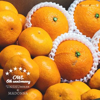 マルサン 創業101周年記念限定　新品 こがねむしブースカ 昭和みかん色 金冠 マルサン創業101周年記念 こがねむしブースカ 昭和みかん色 レビュー