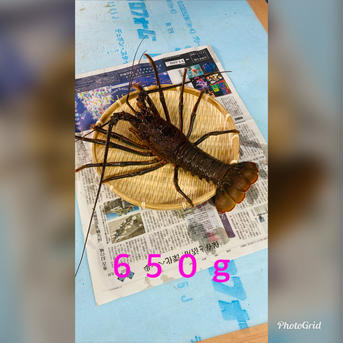 お歳暮　訳あり伊勢海老　650〜680g×2匹 650〜680g×2匹 魚介類/エビ通販