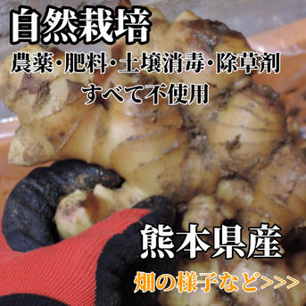 囲い生姜 農薬肥料栽培期間中不使用 露地栽培 熊本県産 1kg ｜ 野菜