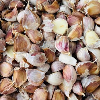 新鮮な赤紫色のニンニク　5キロ　無農薬　送料込み 種用 山形最上伝承野菜 最上赤にんにく 5kg ｜ 野菜/にんにく 産直