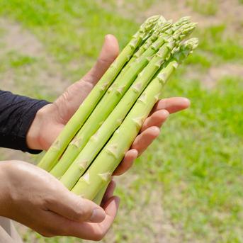 信州産　アスパラガス 信州安曇野産 春芽アスパラガス Mサイズ 約1kg ｜ 野菜/アスパラガス