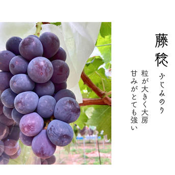 彩り2色セット】シャインマスカット、藤稔の2種詰め合わせ ｜ 果物